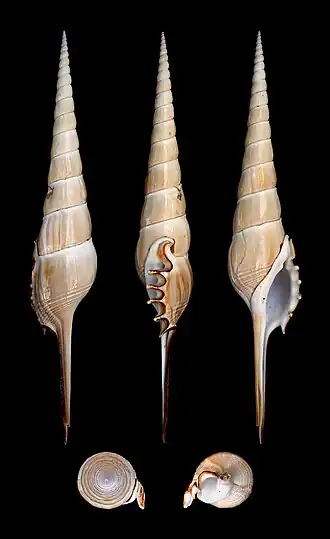 Tibia fusus.