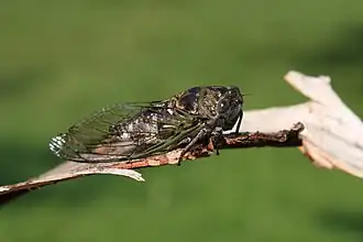 Description de cette image, également commentée ci-après