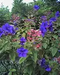 Tibouchina urvilleana.