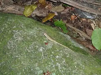 Description de l'image Tiger Anole imported from iNaturalist photo 30650447 on 17 April 2022.jpg.