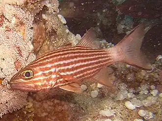 Description de l'image Tiger Cardinalfish.jpg.