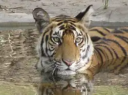 Jeune tigre au bain.