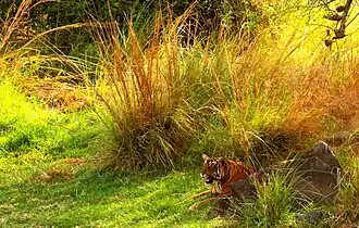 Tigre dans le Parc national de Ranthambore, un des plus visités d'Inde du Nord.