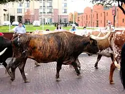 Bœuf ou taureau bringé.