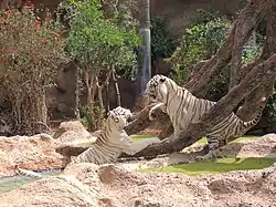 Enclos des tigres blancs.