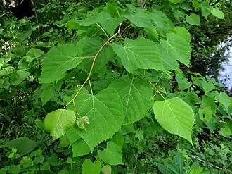 Description de cette image, également commentée ci-après
