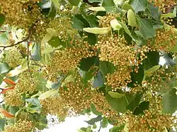 Branches en fleurs, Paris, 21 août 2014.
