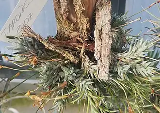 Description de l'image Tillandsia aizoides - Prague Mun - Copy.jpg.