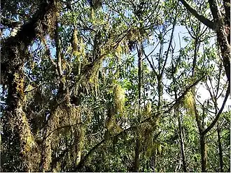 Description de l'image Tillandsia insularis 1zz.jpg.