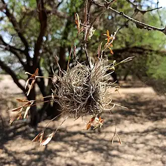 Description de l'image Tillandsia recurvata (Family Bromeliaceae).jpg.