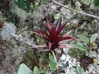 Description de l'image Tillandsia tovarensis.JPG.