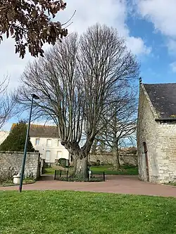 Tilleul de l'église de Marquise