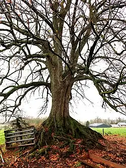 Tilleul de la Patte d'Oie classé