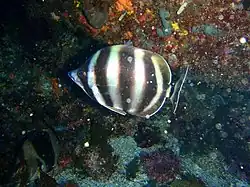 Tilodon sexfasciatus