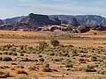 Végétation éphémère à Tin Merzouga.