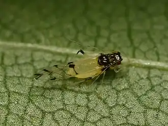 Description de l'image Tinocallis takachihoensis.jpg.