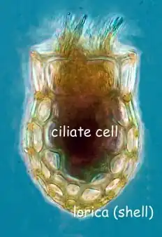 Dictyocysta mitra (Tintinnida).