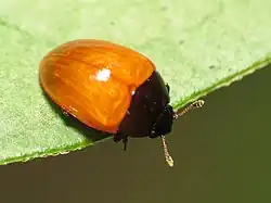 Tritoma sanguinipennis