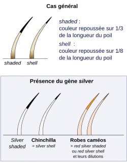 Schéma représentant la répartition de la pigmentation sur plusieurs poils tipped.