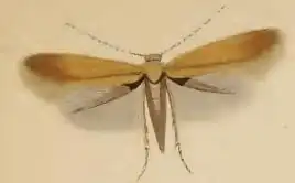 Description de l'image Tischeria ekebladella 1.JPG.