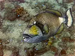 La dentition de ces poissons, faite pour briser les coquilles les plus coriaces, est impressionnante.