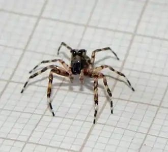 Description de l'image Titanattus euryphaessa - inat 56002561.jpg.