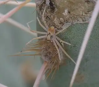 Description de l'image Titanebo P1080943a.jpg.