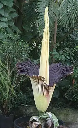L'Arum titan possède la plus grande inflorescence du monde, pouvant atteindre près de 3&nbsp;m.