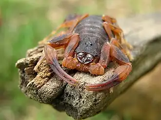 Description de l'image Tityus Bahiensis Brasil.jpg.