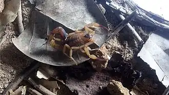 Description de l'image Tityus Stigmurus.jpg.