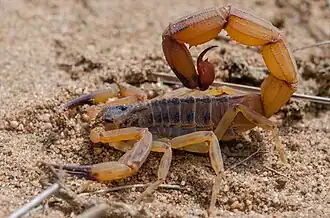 Description de l'image Tityus aba 115540297.jpeg.