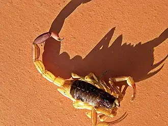 Description de l'image Tityus confluens.jpg.