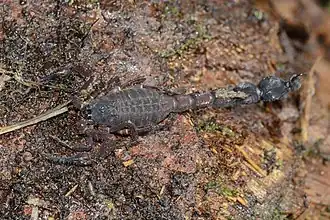 Description de l'image Tityus crassicauda 18944921.jpg.