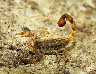 Description de l'image Tityus maranhensis 151101809.jpg.