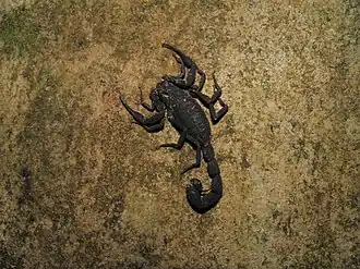 Description de l'image Tityus metuendus 250502072.jpeg.