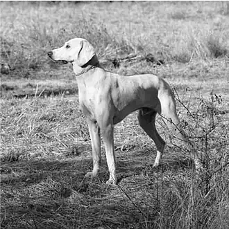 Tivoli au Rallye Gaillardet en 2023.