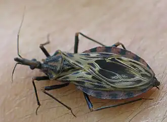 Description de l'image Tnigromaculata.JPG.