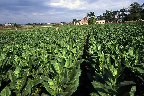 Plantation de tabac,Pinar del Río