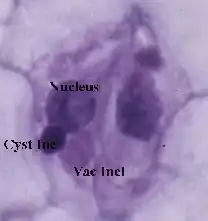 Description de cette image, également commentée ci-après