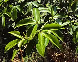 Toddalia asiatica, plante-hôte