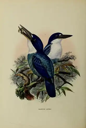 Description de l'image Todiramphus lazuli by John Gerrard Keulemans.jpg.