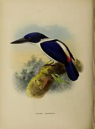Description de l'image Todiramphus leucopygius by John Gerrard Keulemans.jpg.