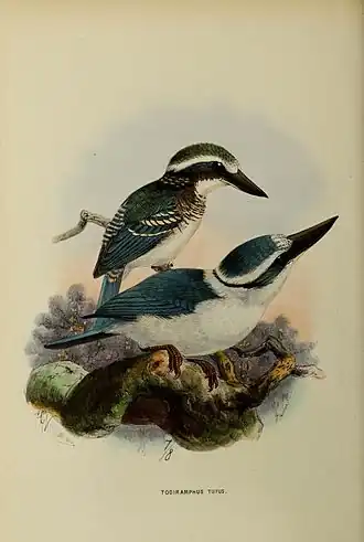 Description de l'image Todiramphus tutus by John Gerrard Keulemans.jpg.
