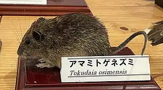 Description de l'image Tokudaia osimensis 2.jpg.