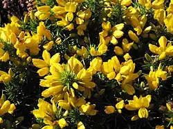 Photographie d'ajoncs d'Europe, dit Bois jonc ou Jonc marin.