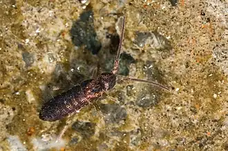 Description de l'image Tomocerus minor.jpg.