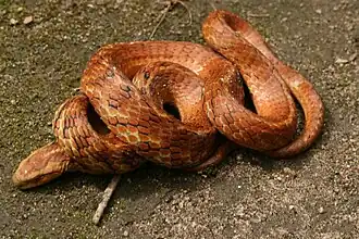 Description de l'image Tomodon dorsatus01.jpg.