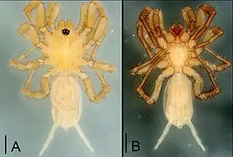 Description de l'image Tonton ipiau.jpg.