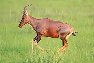 Parc national Queen Elizabeth, Ouganda (D.&nbsp;ugandae ?)