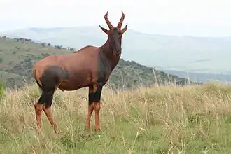 Parc national de l'Akagera, Rwanda (D.&nbsp;ugandae ?)